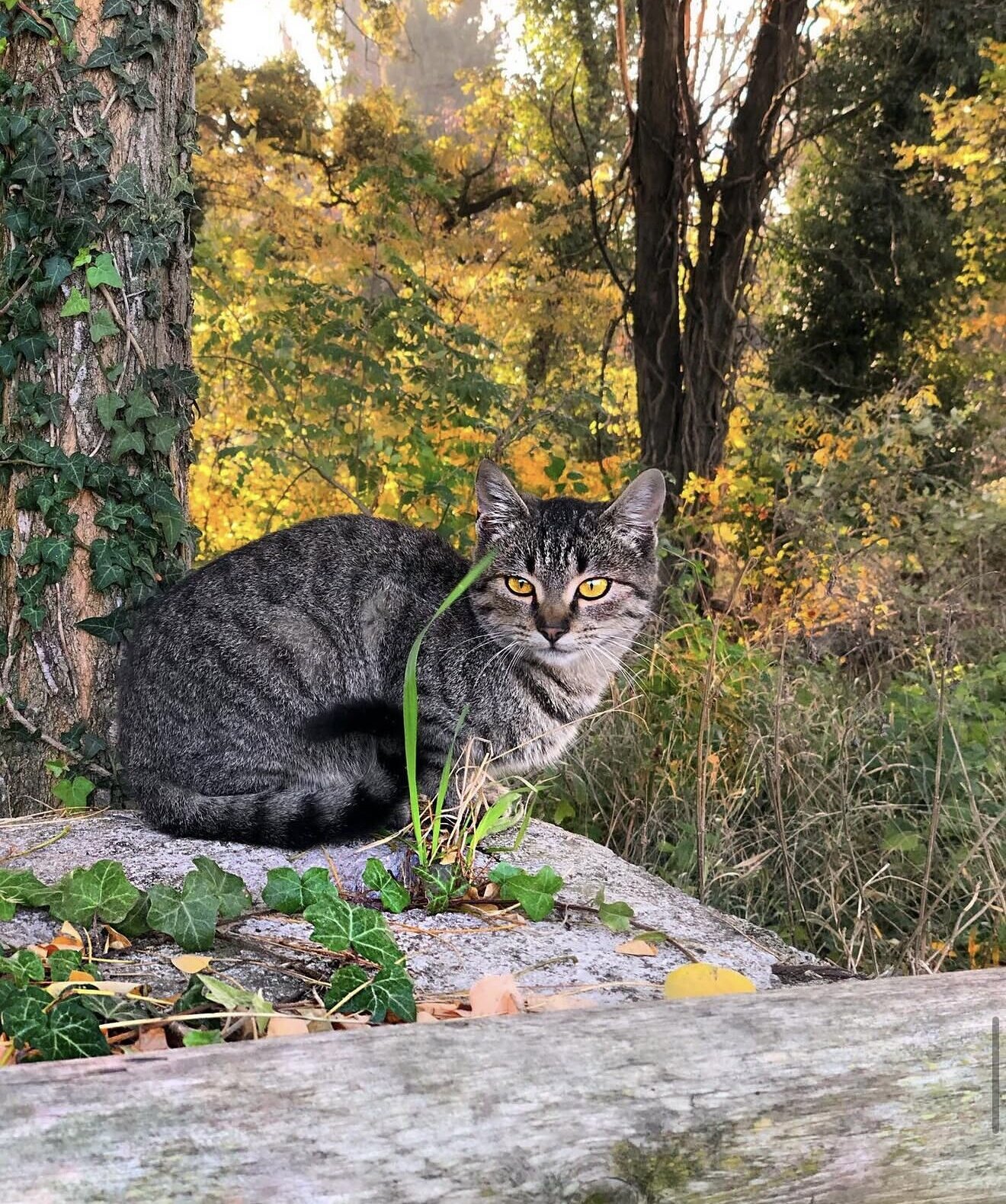 Un gatto tra le foglie d'autunno nella gravina
